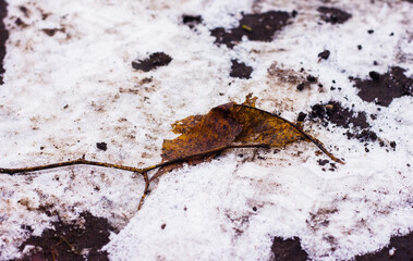 yellow fallen leaf and brown branch on the ground taken from ground level against the background of snow and soil during the day
