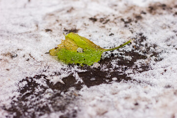 green fallen leaf on the ground taken from ground level with ice crystals against the background of snow and soil during the day