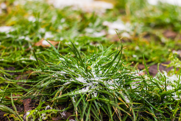 green juicy grass covered with snow and hoarfrost shot at close range against the background of foliage and grass with bokeh