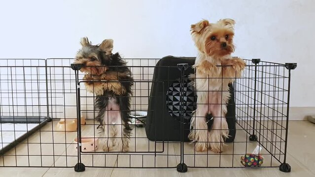Dog dancing in cage deals