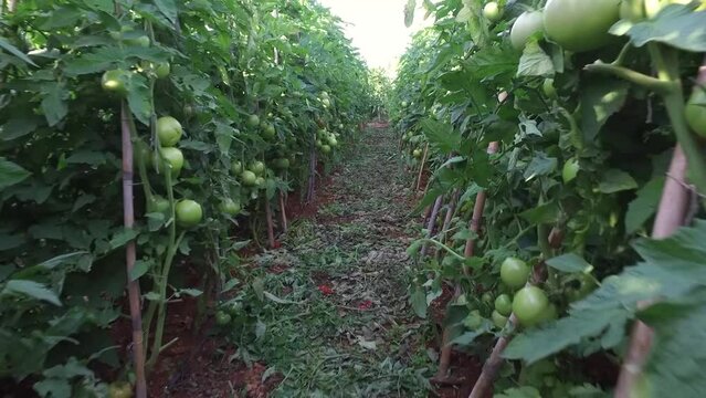 Quality Images Of Tomato Garden. Tomatoes In The Tomato Garden.