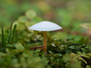 森の中で見つけたキノコ