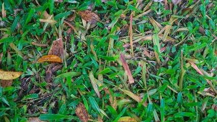 Beautiful green grass with dry leaves in the background
