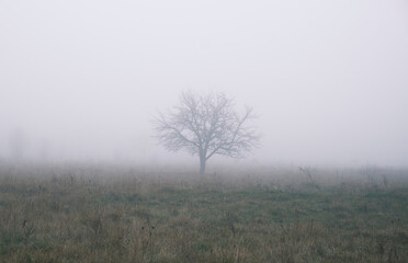 Tree on a Meadow in the Fog