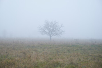 Tree on a Meadow in the Fog