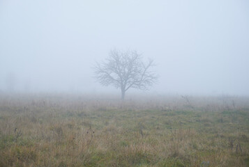 Obraz na płótnie Canvas Tree on a Meadow in the Fog
