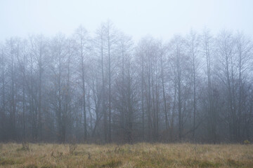 trees on the fog