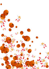 Gold Gourd Background White Vector. Rowan Foliage. Burgundy Oak Card. Image Border. Colorful Pumpkin Decoration Set.