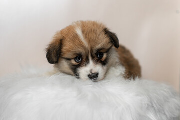Cute corgi puppy on a white fluffy blanket