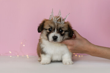 Cute corgi puppy with a crown on his head on a pink background