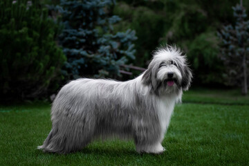 Bearded collie in a standing position