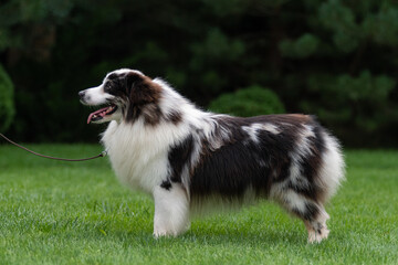 Miniature American Shepherd stands