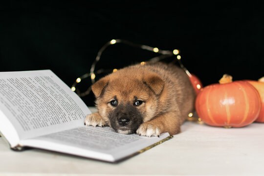 A siba inu puppy lying on a book with a pumpkin