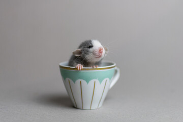 Cute rat on a gray background sitting in a cup
