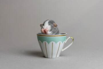 A cute rat on a gray background washing his face