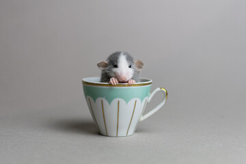 A cute rat on a gray background washing his face