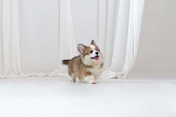 Cute fluffy corgi puppy running on a white background