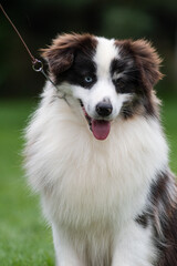 Portrait of a Miniature American Shepherd