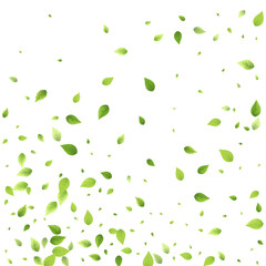 Leaves Green Falling Flying Foliage Leaf Tea Mint
