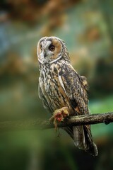 The long-eared owl (Asio otus)