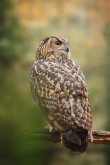 The Eurasian eagle-owl (Bubo bubo)
