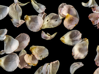 The wounded petals of a withering rose on black background