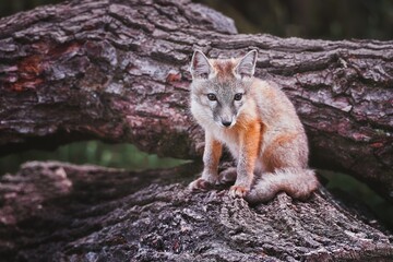 The Corsac fox (Vulpes corsac or Alopex corsac)