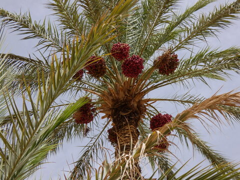 Palmeras con d&aacute;tiles de marruecos