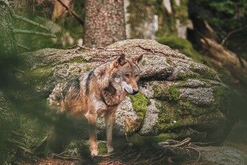 Eyes of Wolf (Canis lupus)