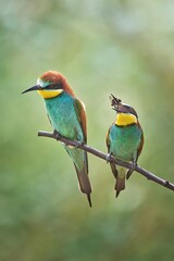 The European bee-eater (Merops apiaster)