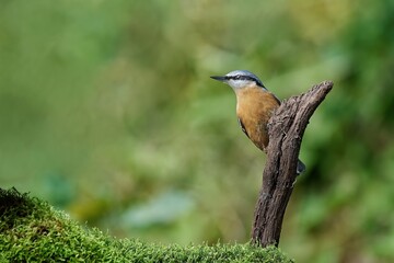 Eurasian nuthatch or wood nuthatch (Sitta europaea)