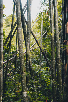 bamboo forest in Thailand