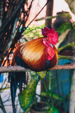 rooster and flowers