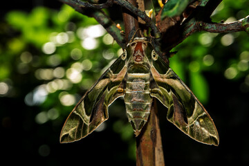 Close-up a Oleander Hawk-moth perched on a branch - 551075903
