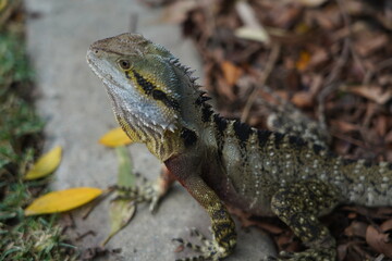 Water dragon