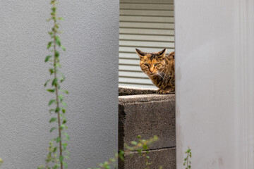 建物の壁の影に潜む野良猫