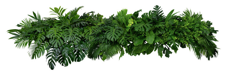 Plant leaves Green nature Tropical forest isolated on transparent background - png