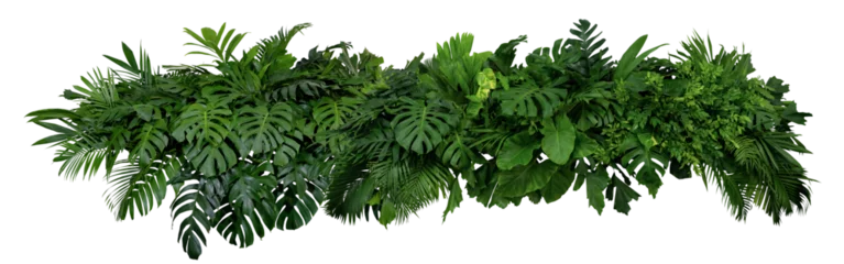 Foto op Canvas Plant leaves Green nature Tropical forest isolated on transparent background - png © eakarat