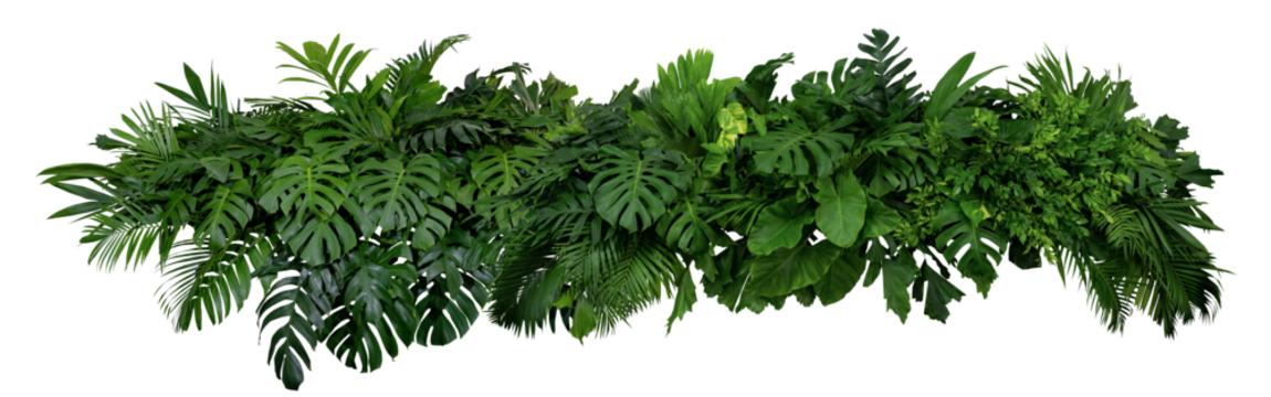 Plant leaves Green nature Tropical forest isolated on transparent background - png