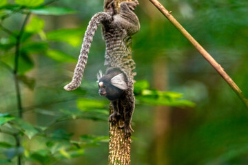 Marmoset monkey on a tree in the wild
