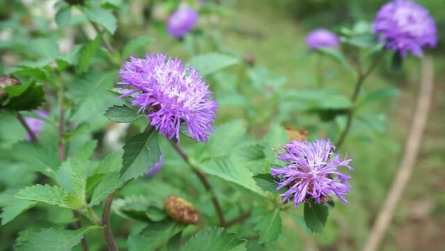 closeup view footage of a Lark Daisy bloom, centratherum punctatum, on the. It is also commonly called Brazilian Button.