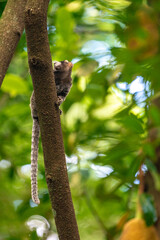 Marmoset monkey on a tree in the wild
