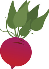 red beetroot illustration on transparent background