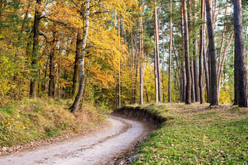 Forest landscape with a dirt road in autumn