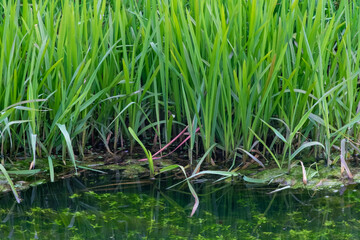 Wasserpflanzen