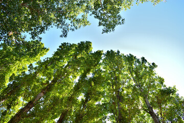 green leaves in the forest