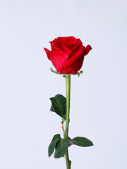 Obraz premium a rose on a white background