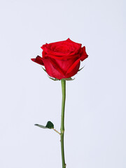 Obraz premium a rose on a white background
