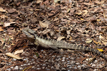 lizard on the fallen leaves