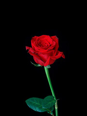 red rose on a black background 